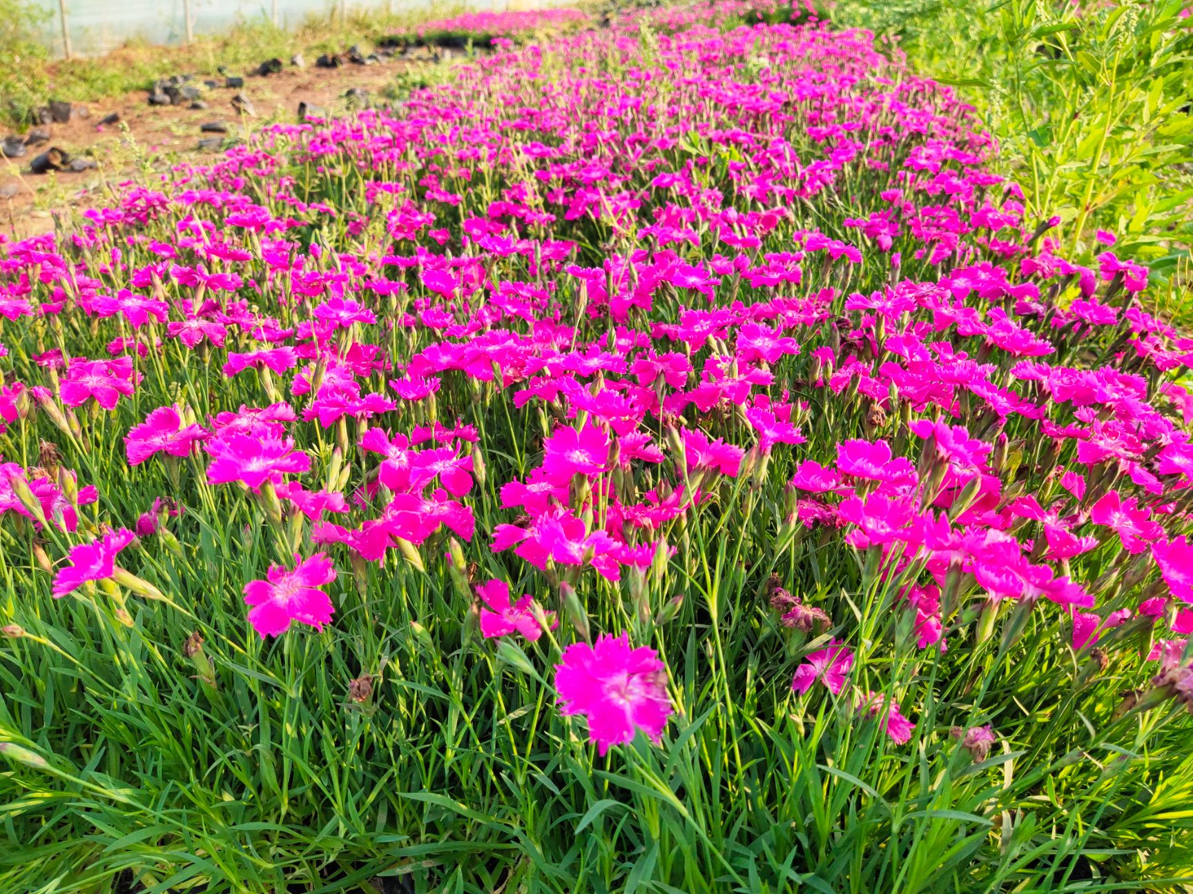 欧石竹花期图片