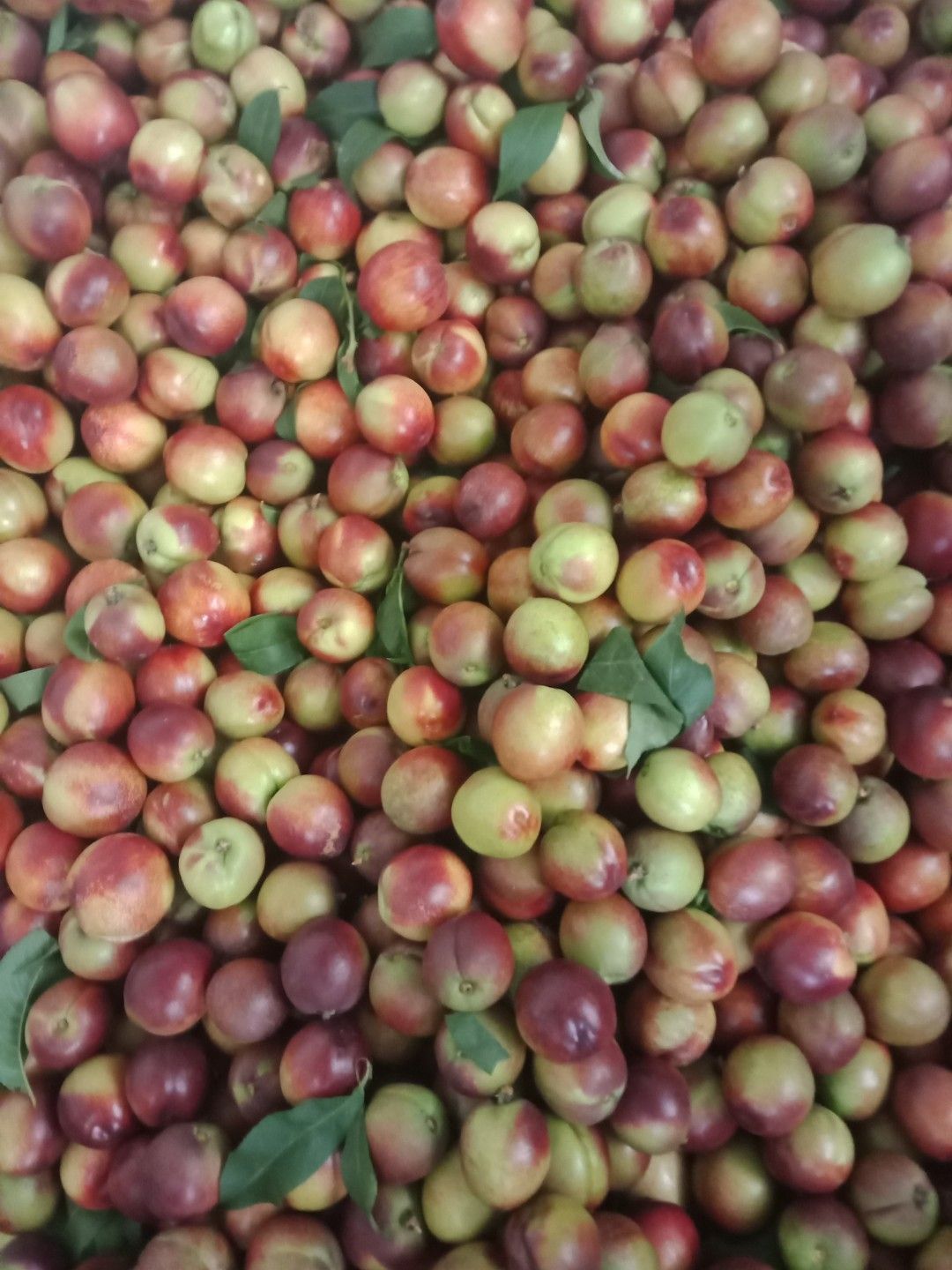 河南南阳曙光油桃大量上市中颜色漂亮，个头大，口感脆甜产地直供