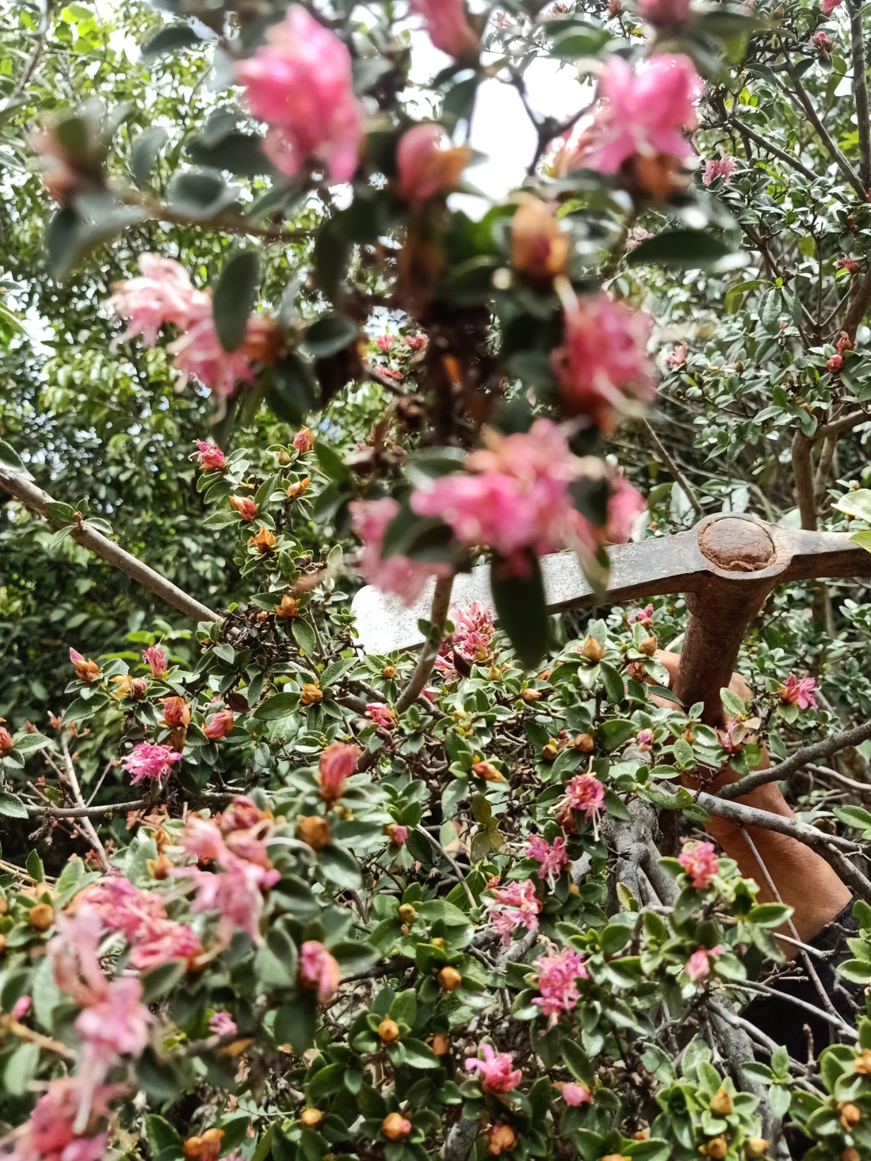  映山红紫色