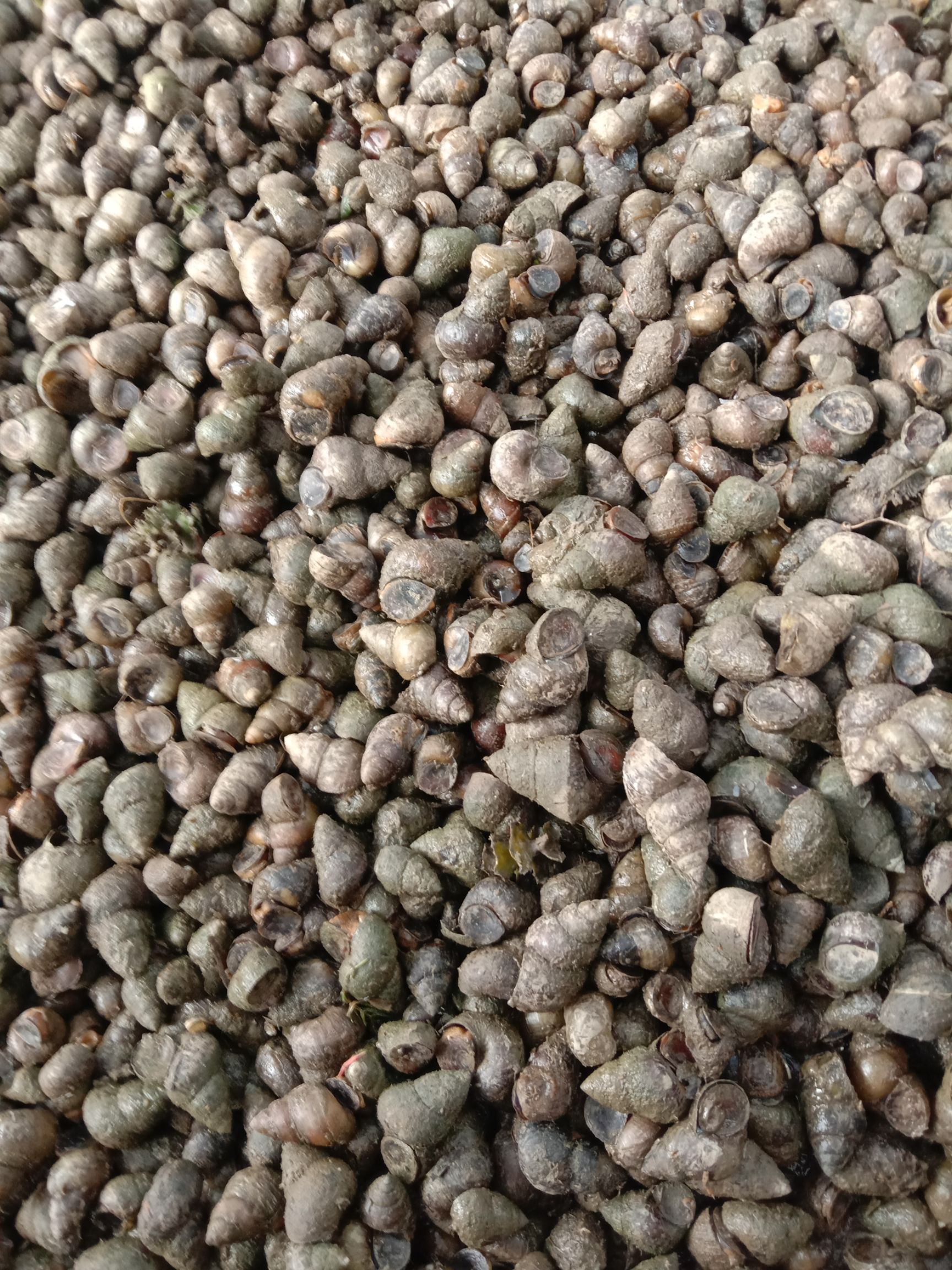 优质薄壳石螺，规格过硬，物美价廉