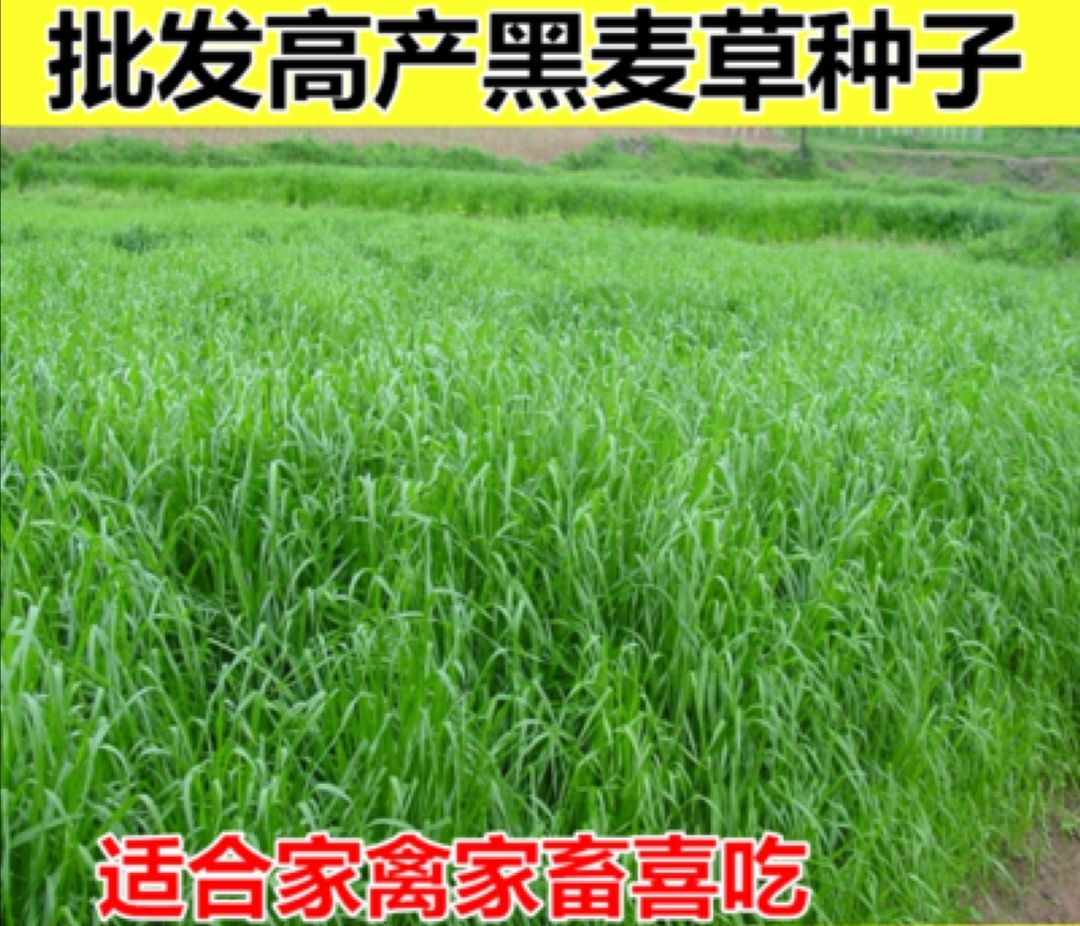 多年生黑麦草种子