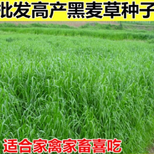 嘉祥县多年生黑麦草种子