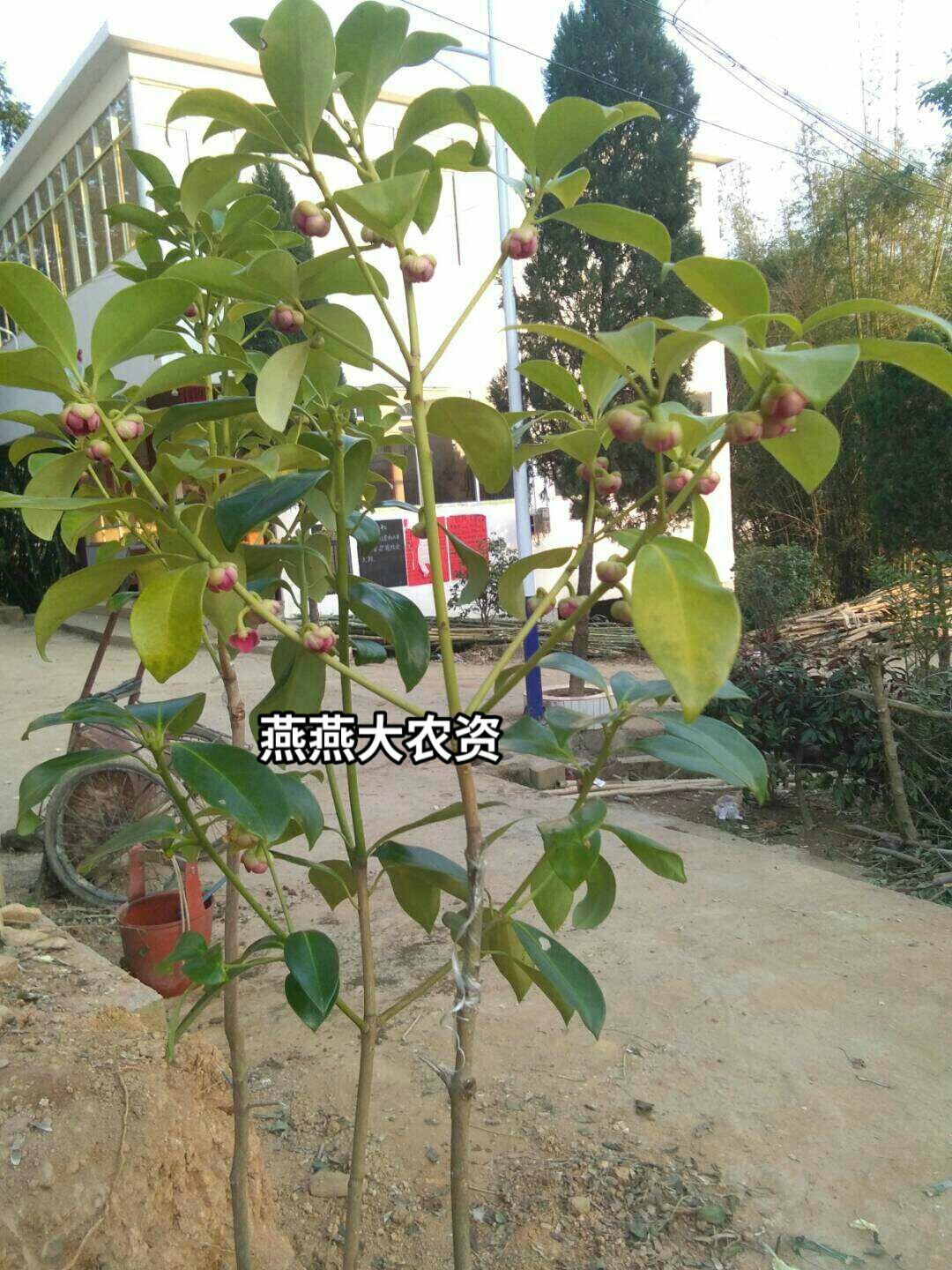 八角种子 广西八角茴香种子 粒粒饱满，均匀发芽率超高