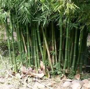 六安 雷竹   雷竹苗   基地大量供应  源头直销