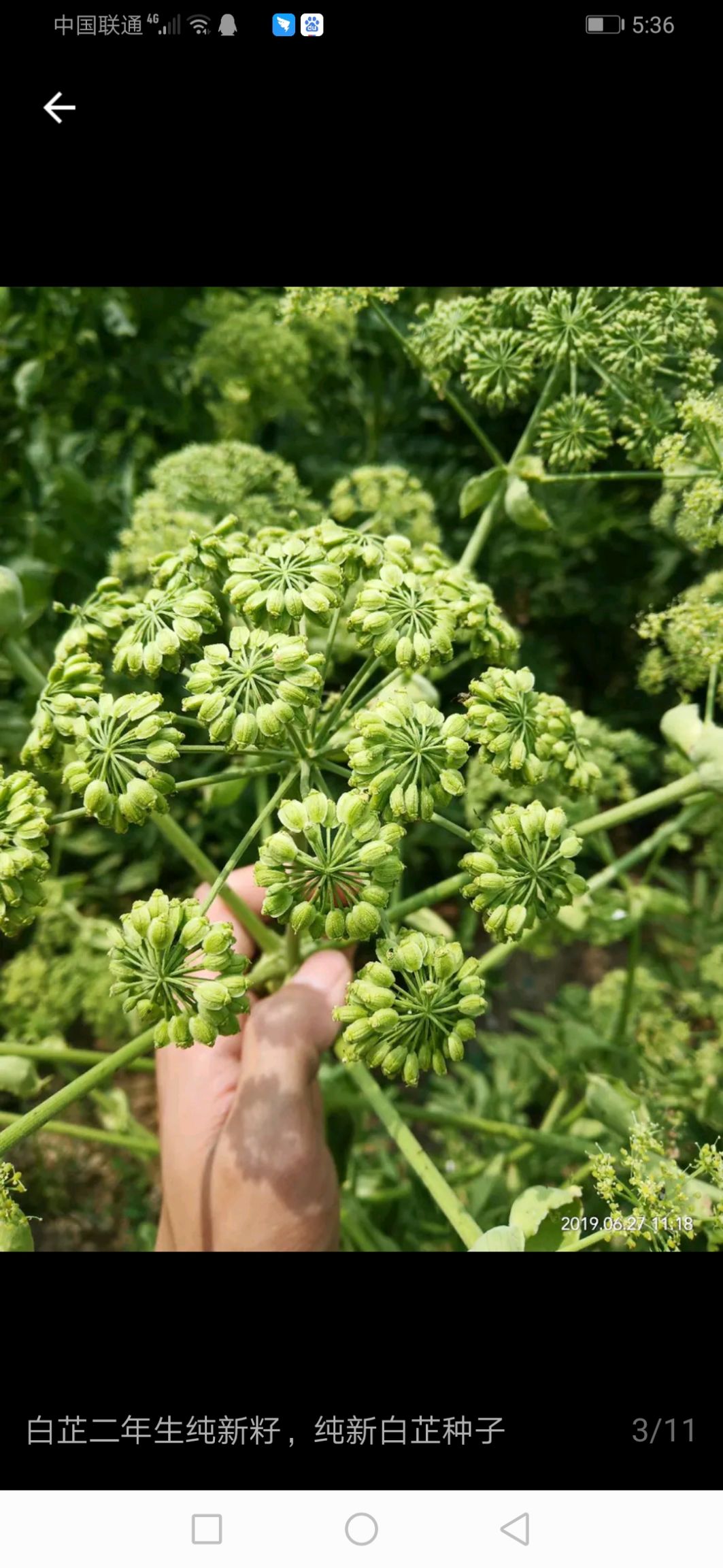 白芷種子,資產自銷