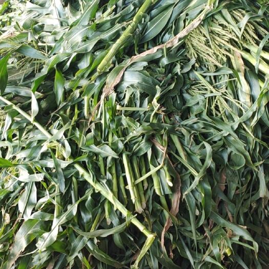 惠东县青储草  玉米杆青储发酵草