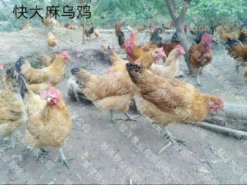 乌骨鸡苗  快大型麻羽乌鸡苗  质量可靠  包打出壳疫苗 诚