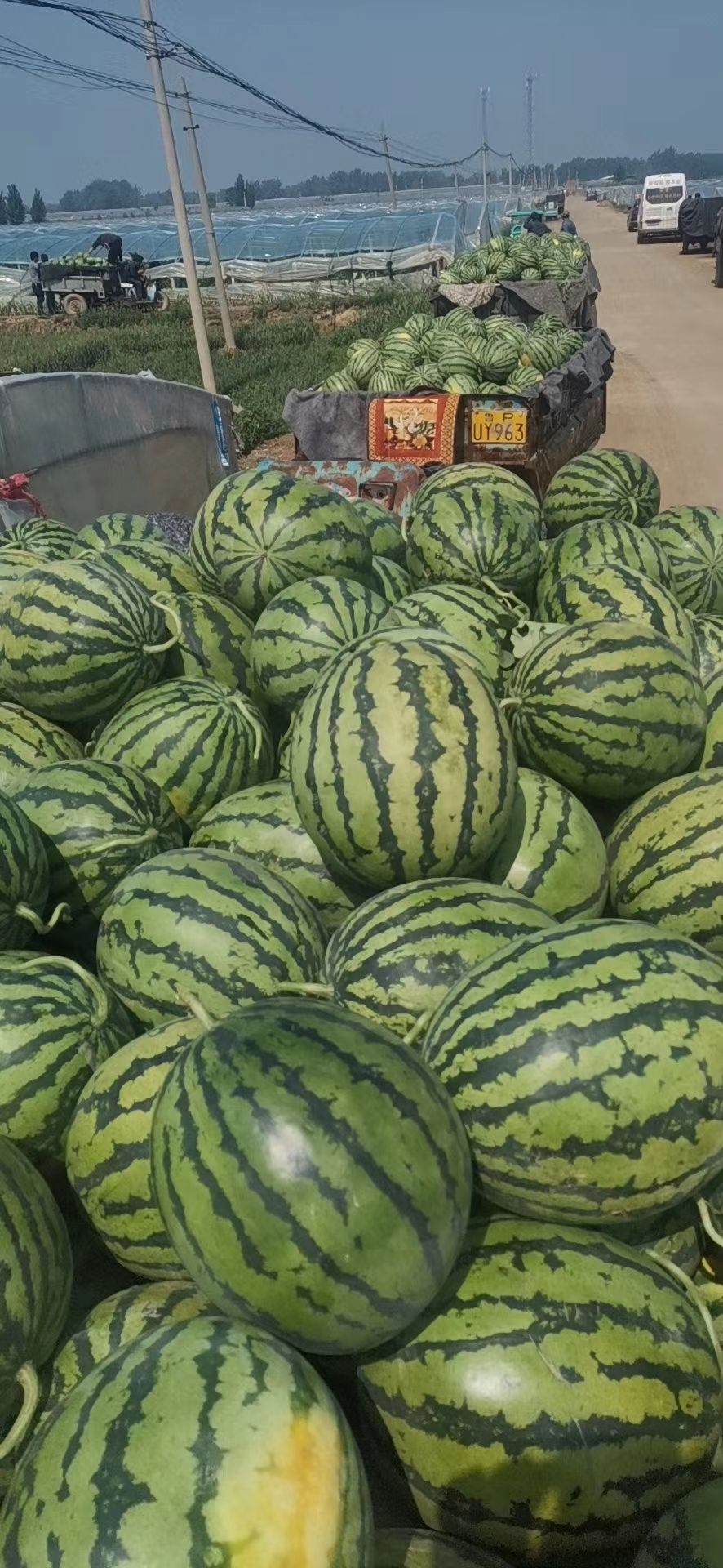  山东莘县甜王西瓜，瓜甜量大