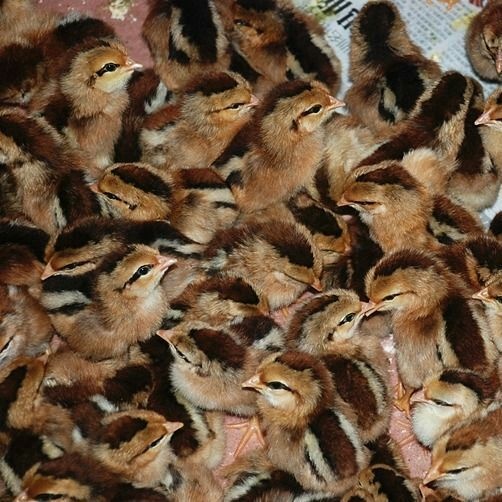 南宁 青脚麻快大肉鸡苗