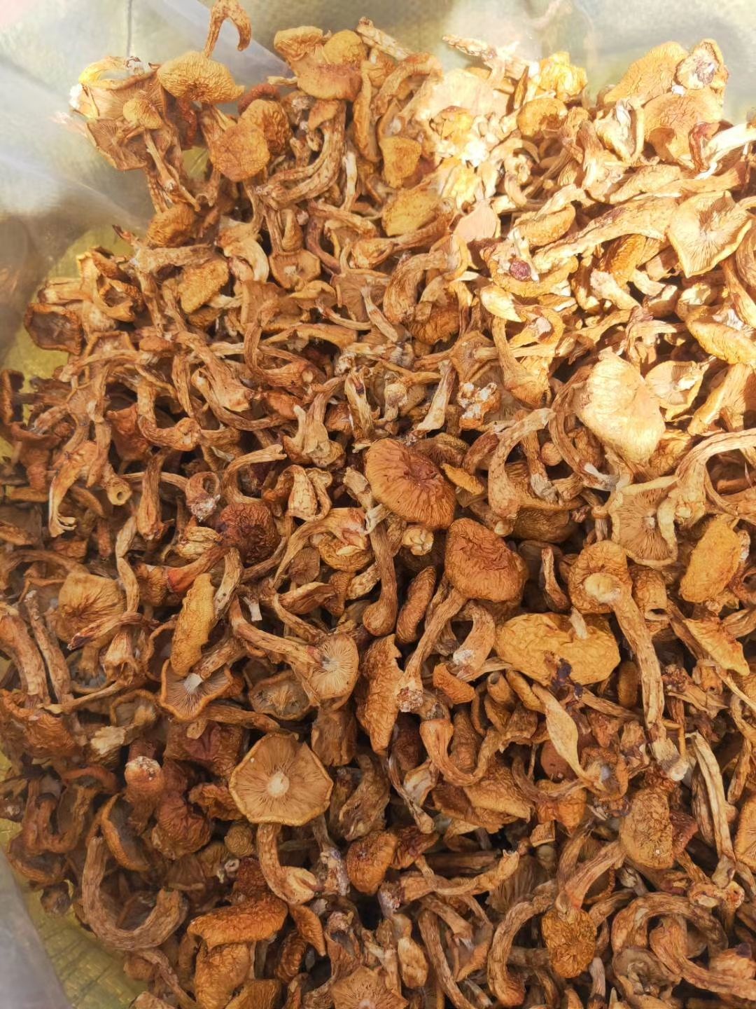 滑子菇菌种 滑子菇菌类的一种大量现货