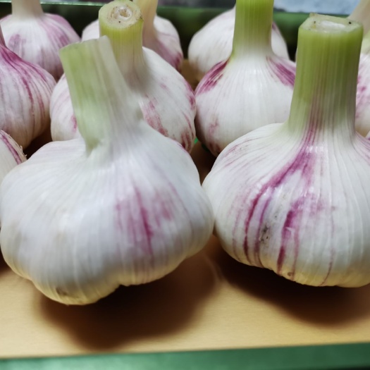 中牟县 中牟大蒜