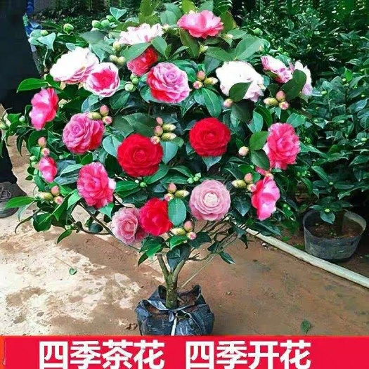 灵山县 四季香妃山茶花树苗盆栽浓香型带花苞客厅室内花五色赤丹花卉植物