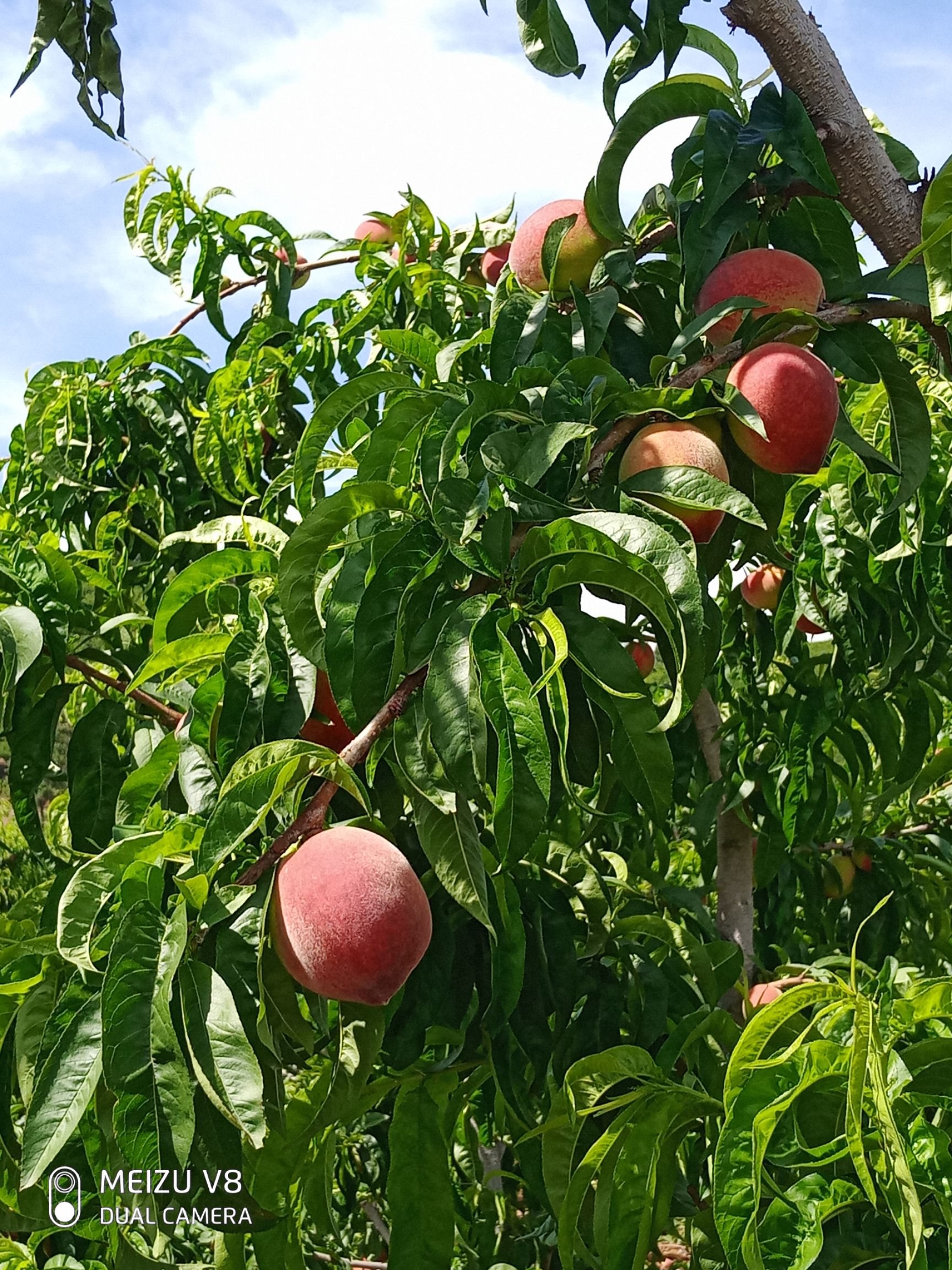 红不软桃  西春毛桃，个头大，颜色靓，果肉多汁，口感甜，需要的老板联系