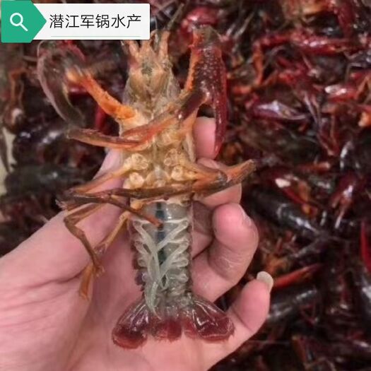 潜江市 湖北潜江稻田清水小龙虾批发456硬规格中青中红底板干净