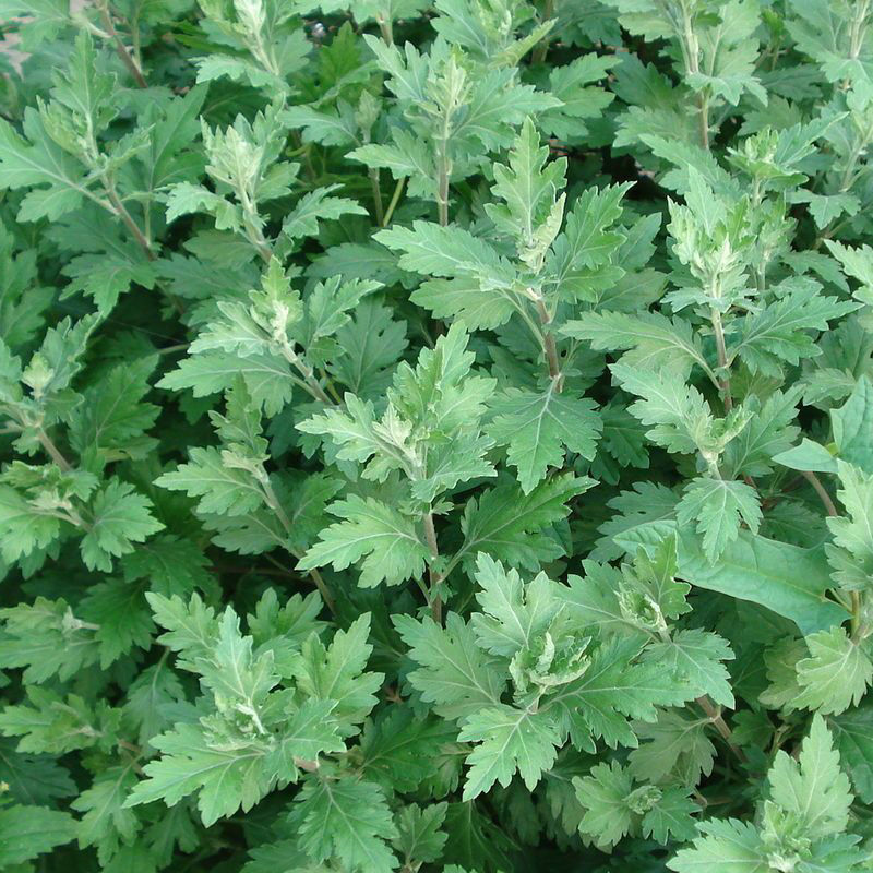  艾草种子四季种植食用艾种籽香艾草驱蚊虫易种易活香草植物。