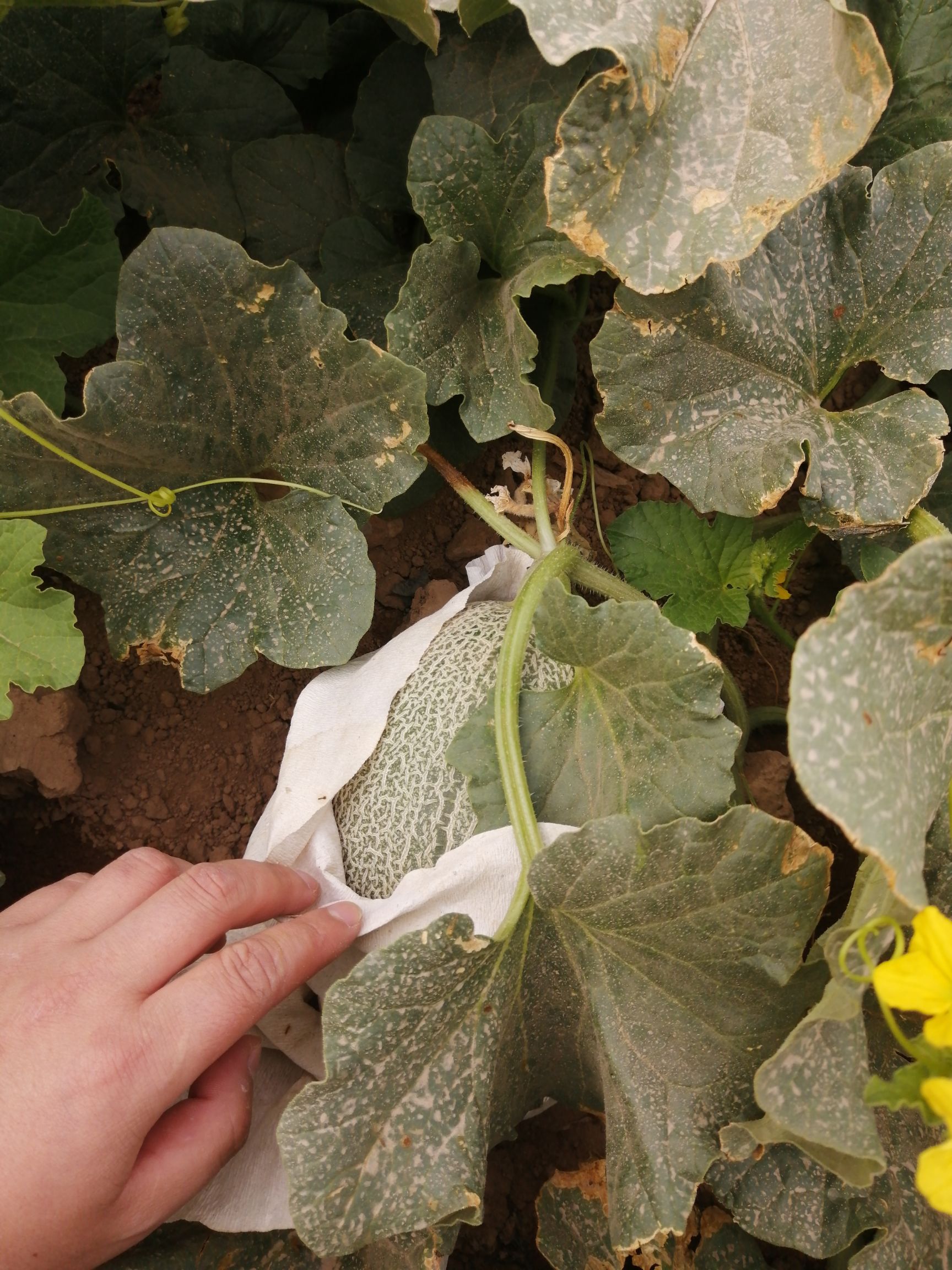 西州蜜25号 2斤以上