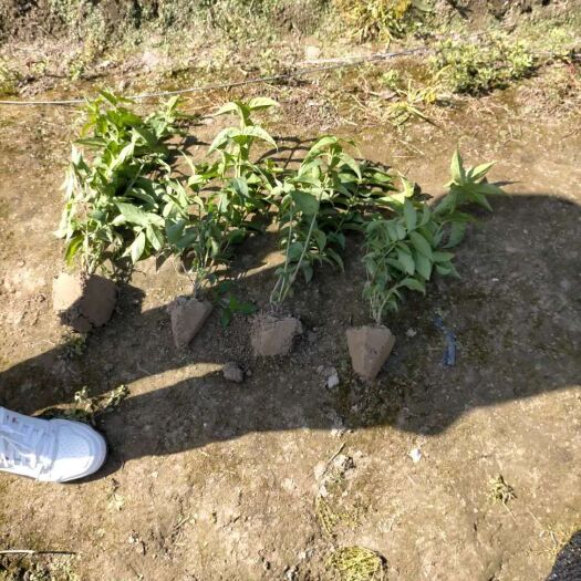 杭州大花芦莉 大花溲疏