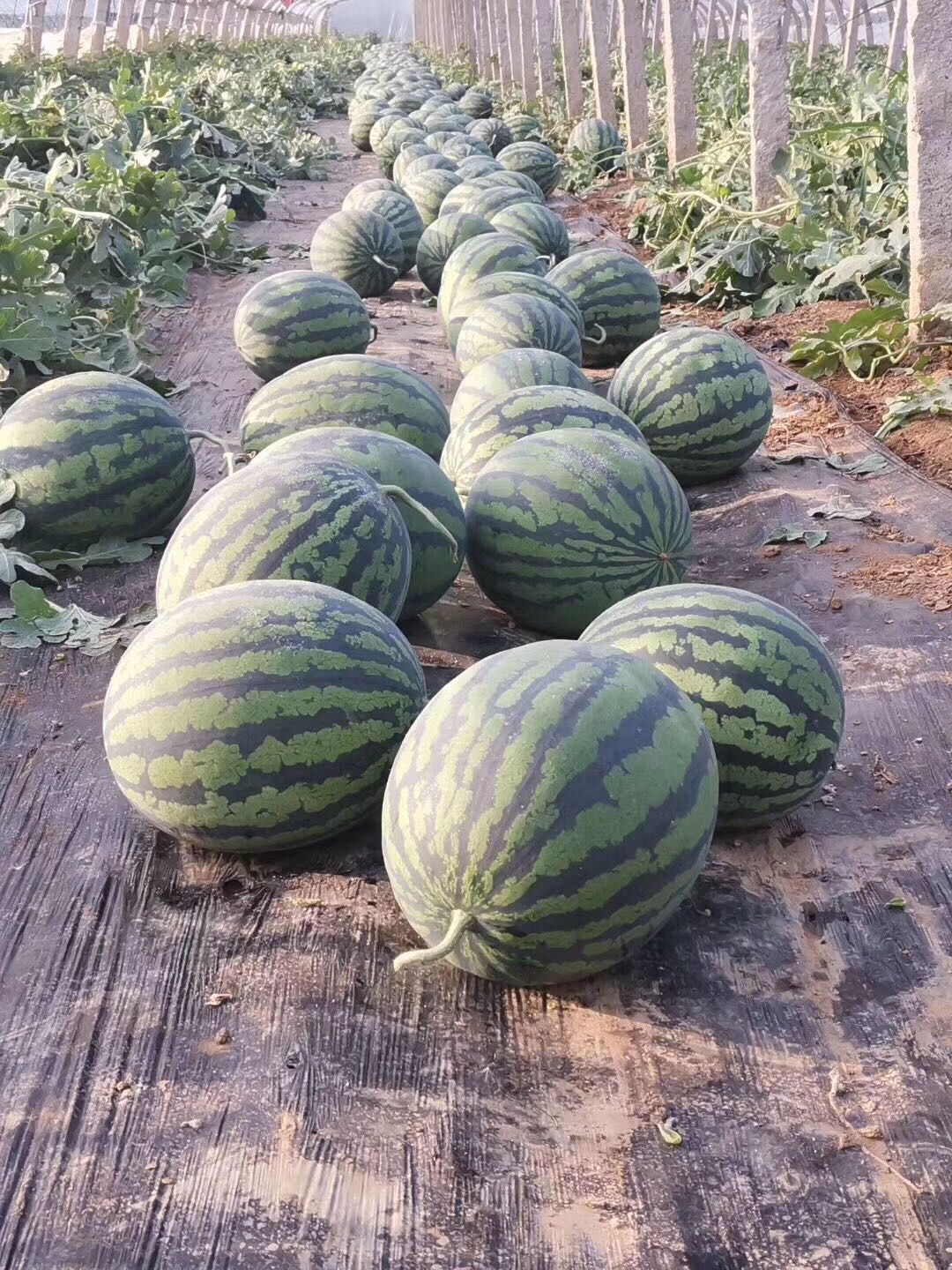 盖县西瓜大量有货