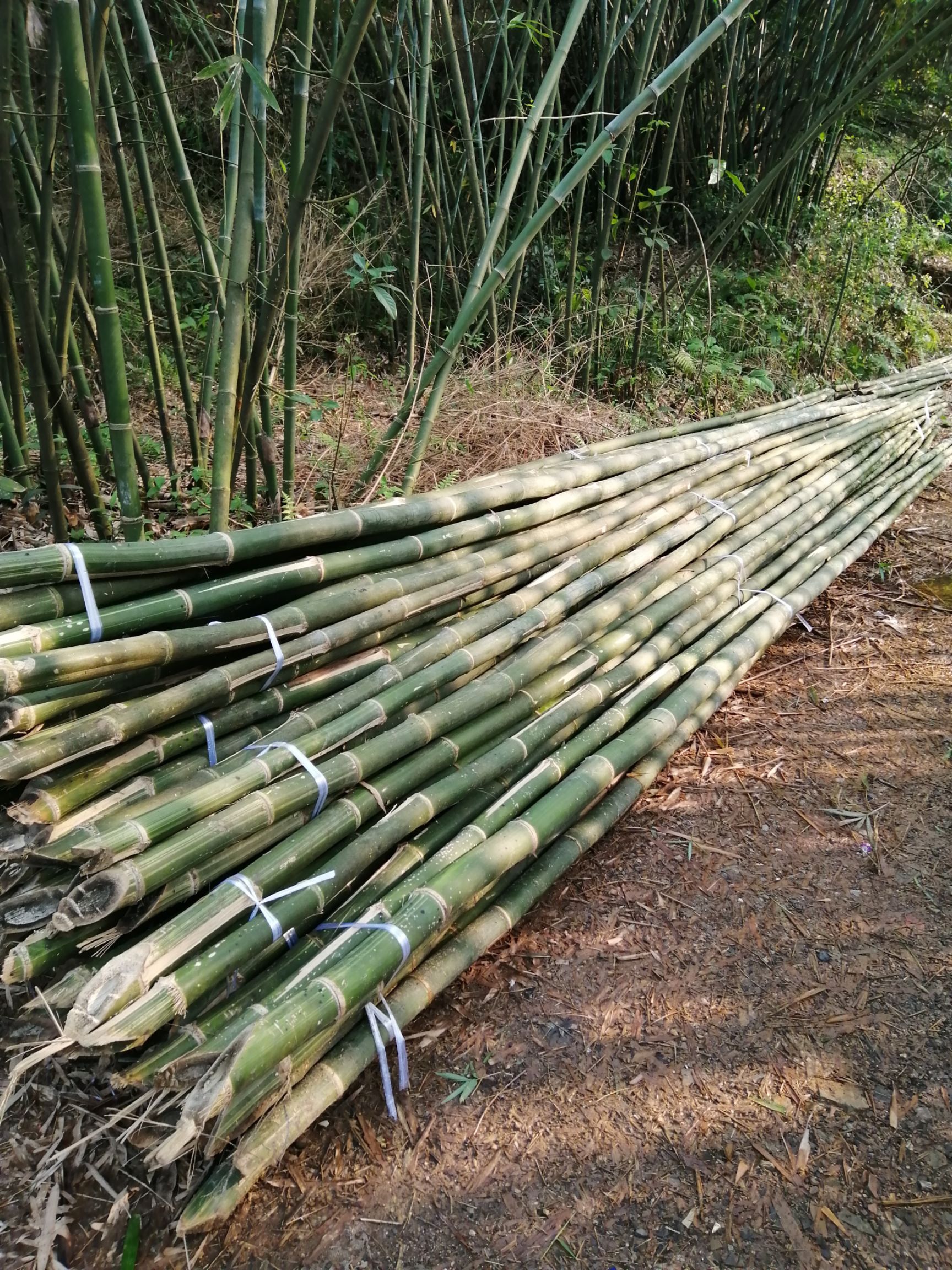广西竹子品种及产地图片