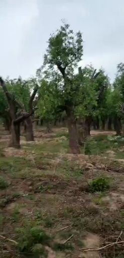 献县金丝小枣树苗 百年古枣树原产地直销直销