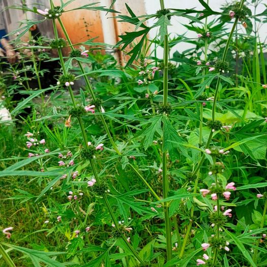 于都县 纯干货益母草