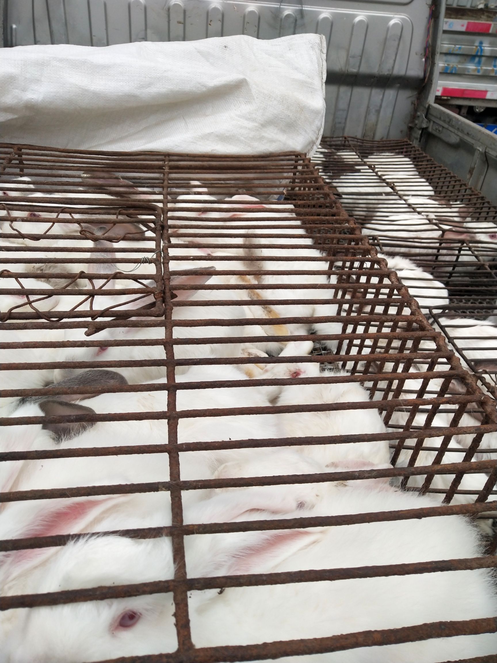 兔肉类  鲜兔肉新鲜兔肉散养现杀速冻后发货2只起整只兔肉生兔