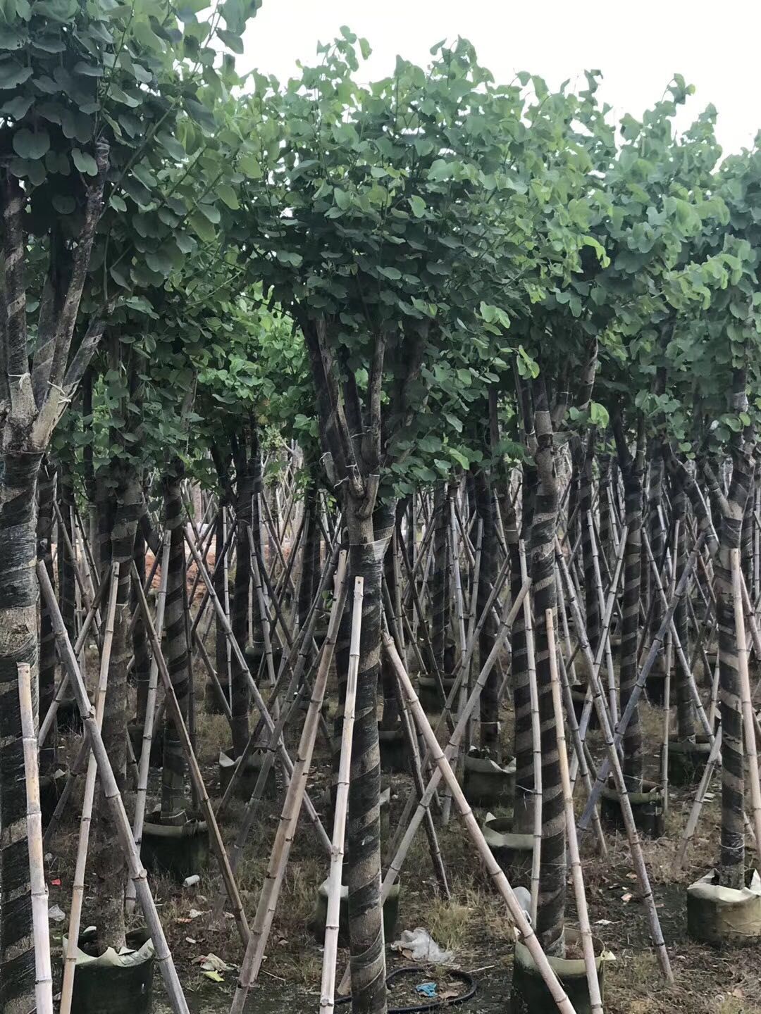  绿化苗木 宫粉紫荆