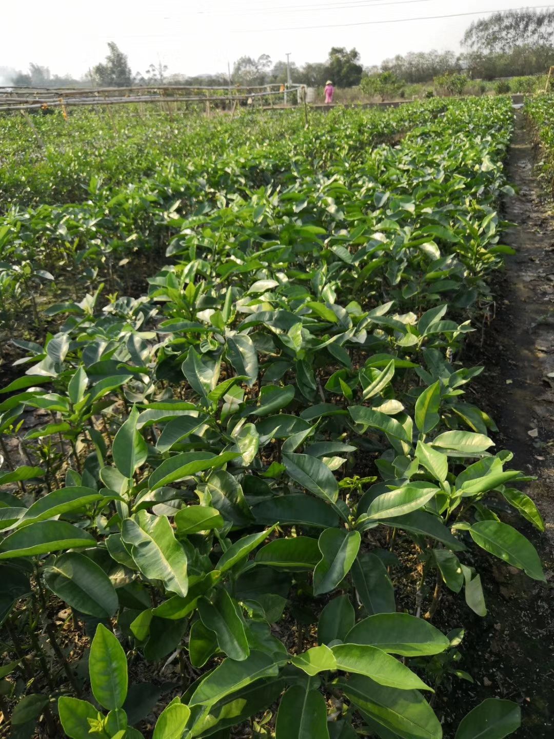 泰国青柚苗 泰国红宝石蜜袖苗适合种楼顶庭院,高端品种进口果苗选泰国