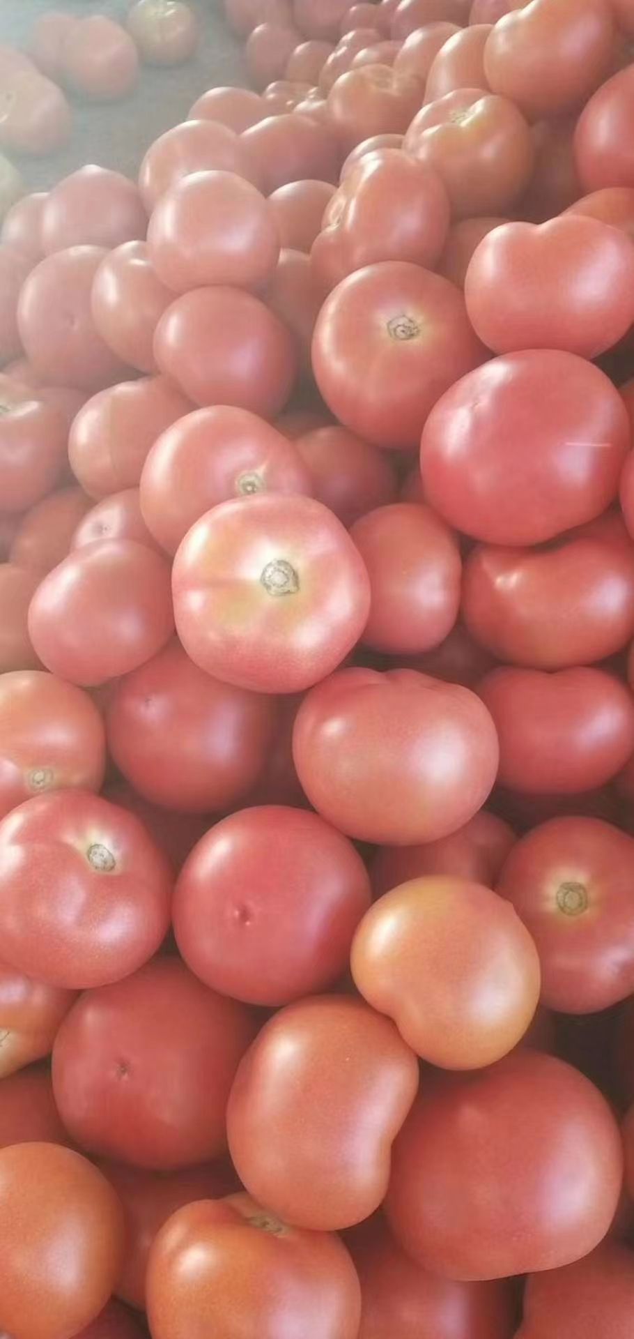 毛粉西红柿  硬粉西红柿大量上市！亮度好！硬度好！耐运输！