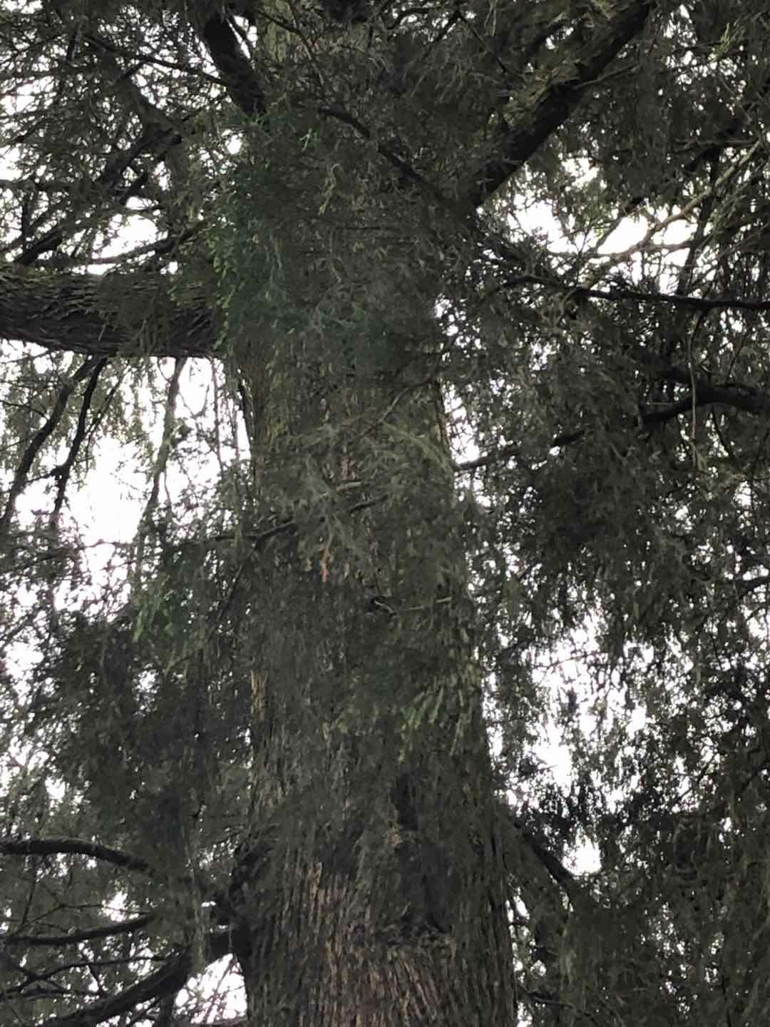蒲江县造型柏树 优质大规格柏树