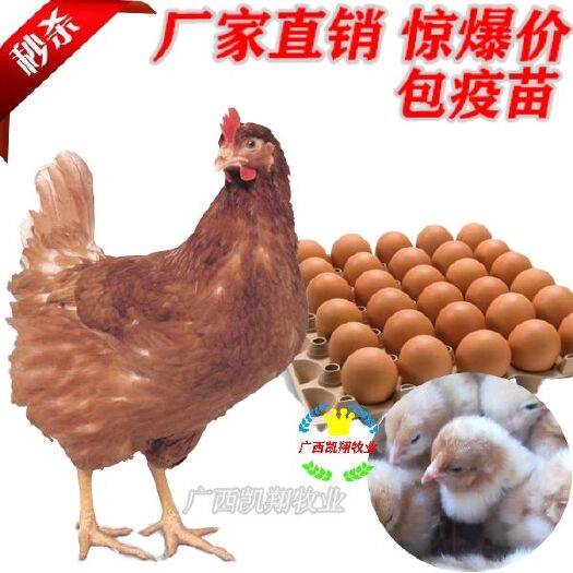 南宁海兰褐蛋鸡苗 多蛋鸡苗，包疫苗，孵化厂直供，保证质量！