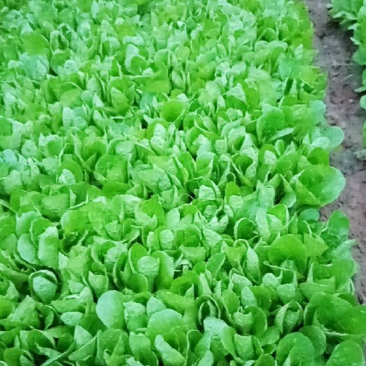 仁寿县 小白菜