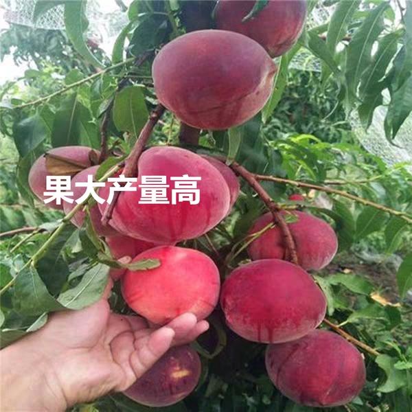 黄油桃苗嫁接桃树苗黄桃树苗南方北方种植当年结果树苗