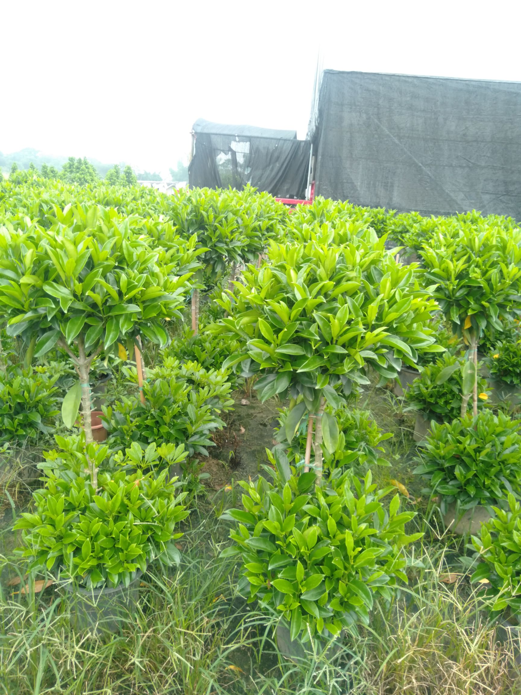 非洲茉莉 两层茉莉，