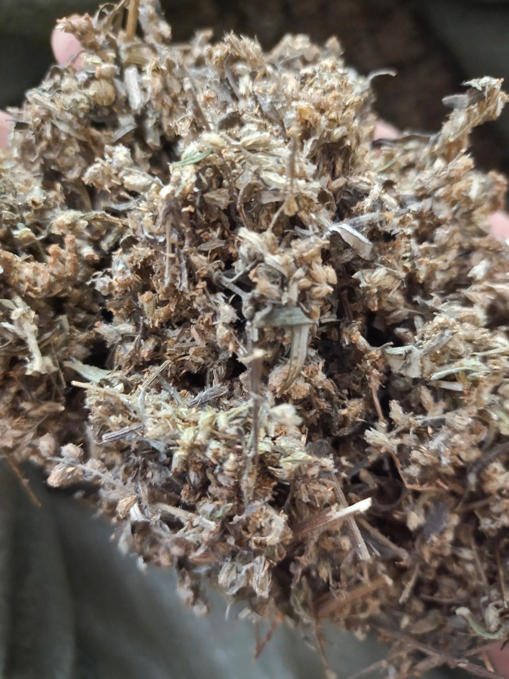  艾草种子四季种植食用艾种籽香艾草驱蚊虫易种易活香草植物。