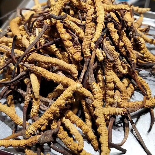香格里拉 要冬虫夏草的请联系我