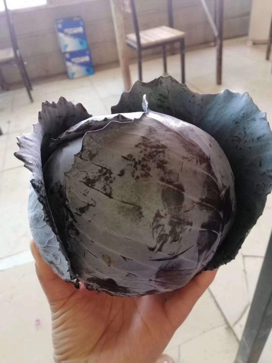 紫包菜  紫甘蓝 卡萨罗紫甘蓝