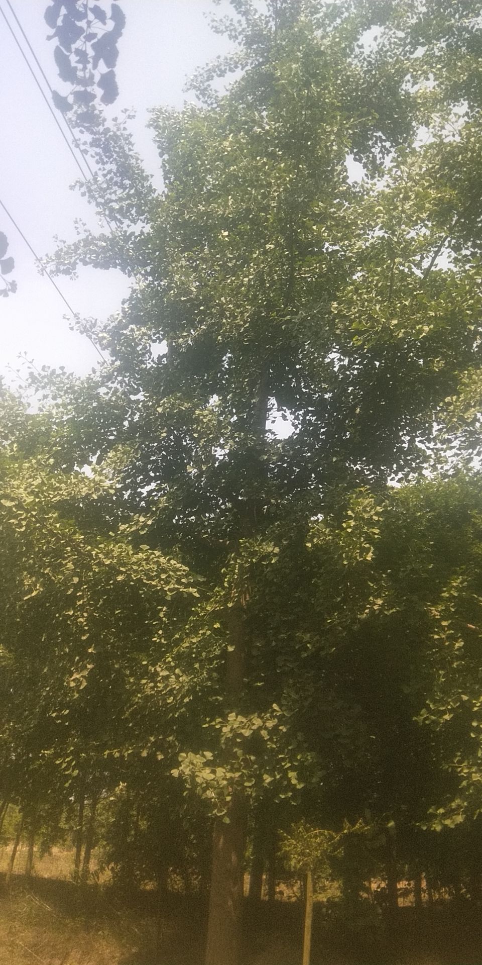 银杏实生树 各种规格都有