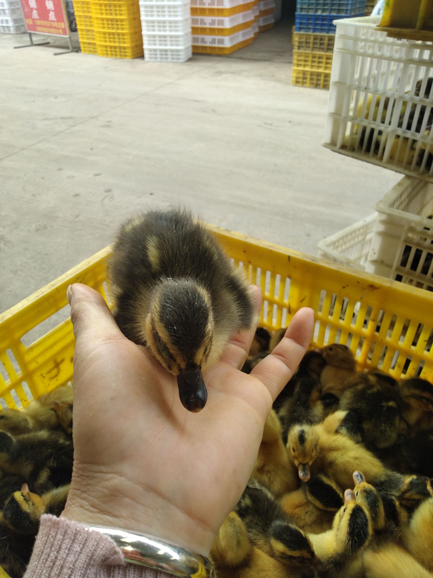  麻鸭苗