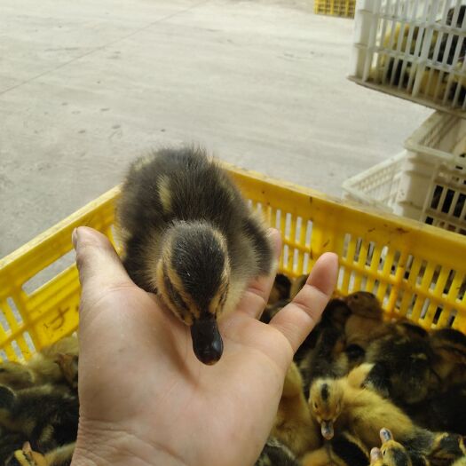 昆明 麻鸭苗