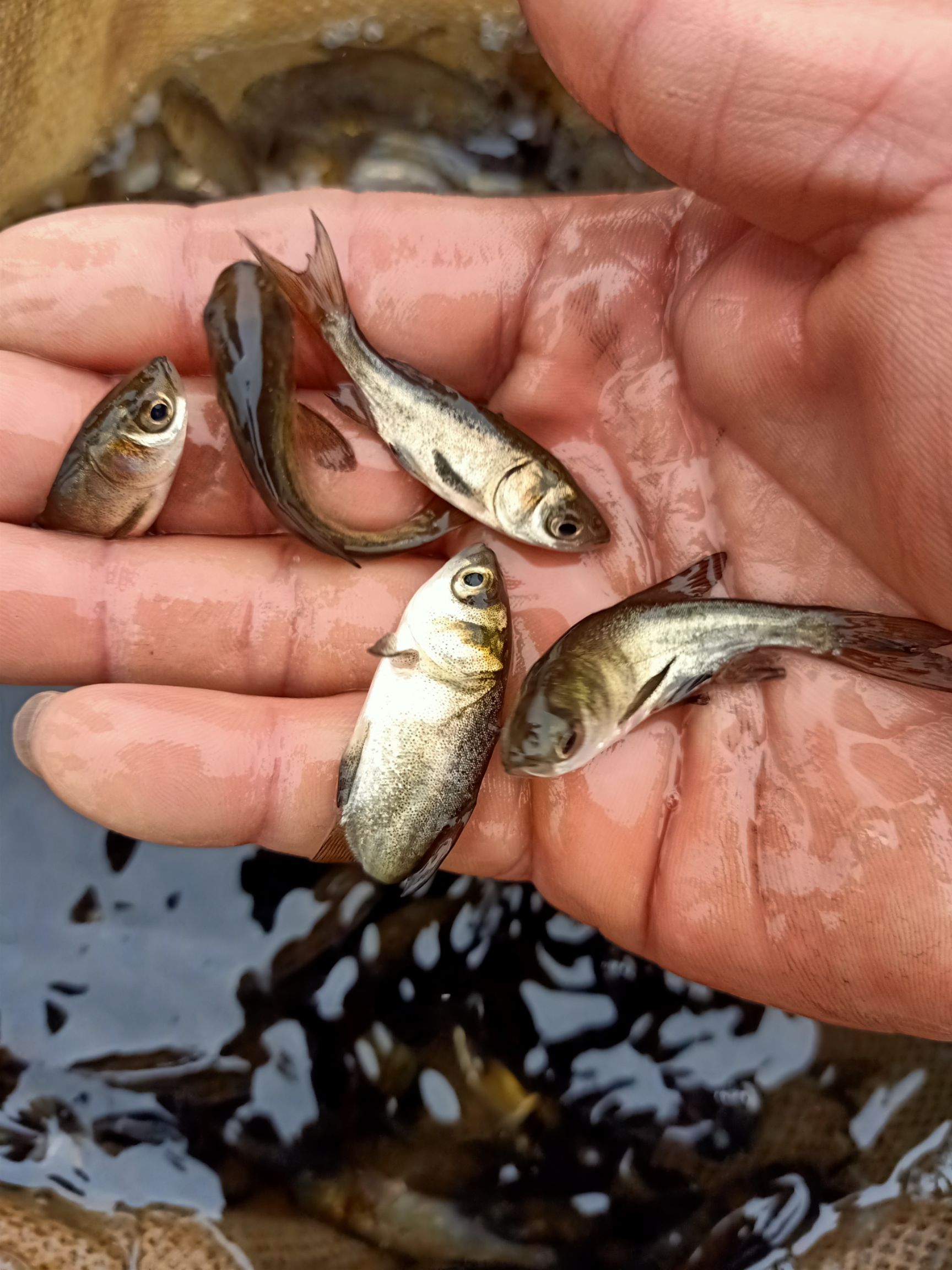 大头鱼鱼苗  花莲苗