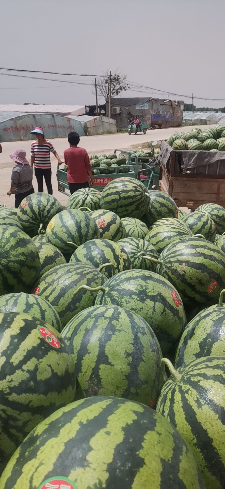  山东莘县甜王西瓜，瓜甜量大