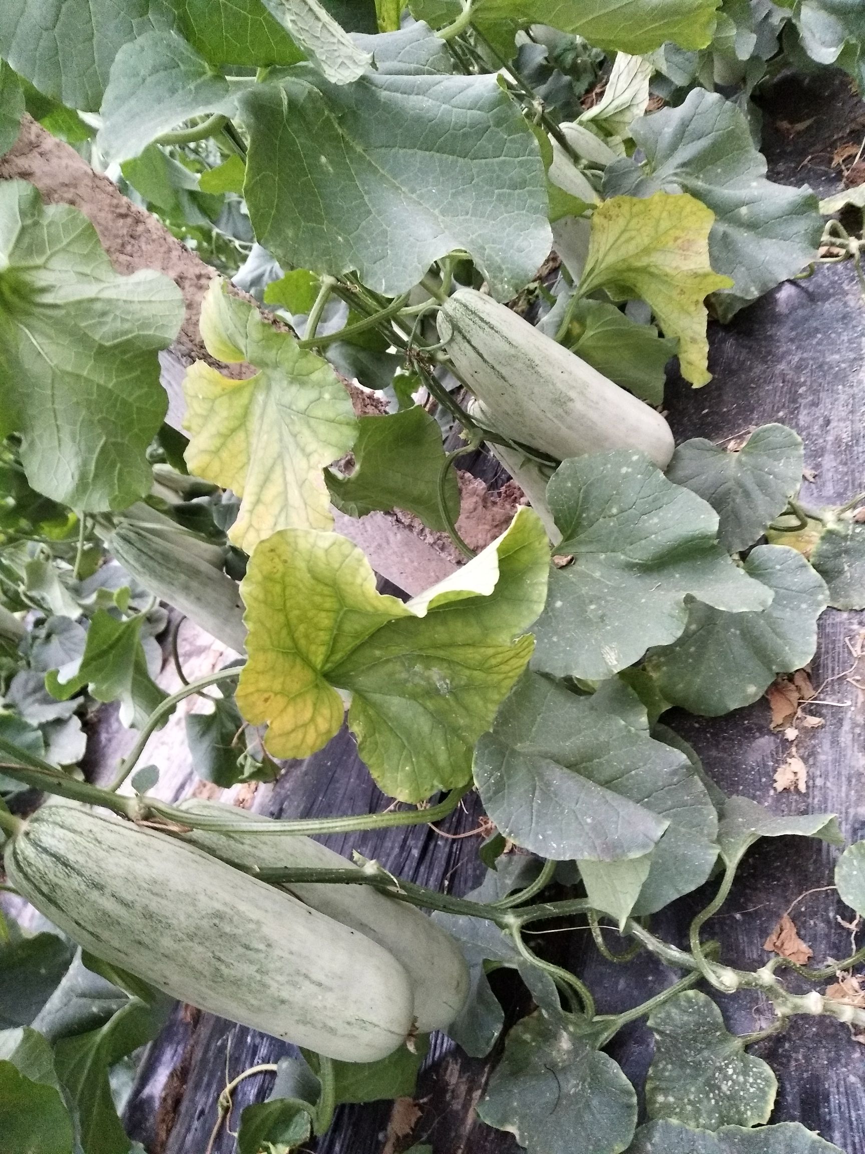 博洋61甜瓜 供应博洋61支持电商平台对接一件代发，