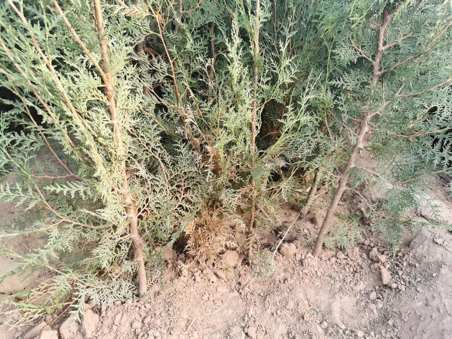 侧柏杯苗
