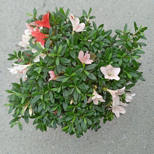 漳平市 珍贵四季开花五彩毛杜鹃映山红带花苞盆栽