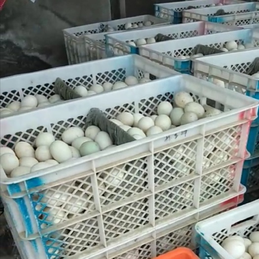 高青县 日产万斤白鸭蛋，大量优惠