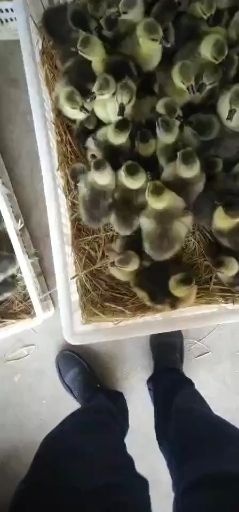 沭阳县 灰鹅苗郎德鹅燕鹅狮头鹅