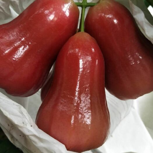 文昌市 海南特产黑金刚，莲雾