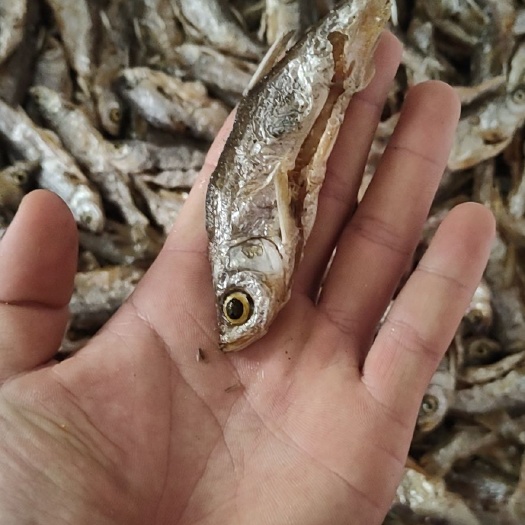 广州翘嘴白鱼干 山坑鱼。翘嘴鱼，鱼干