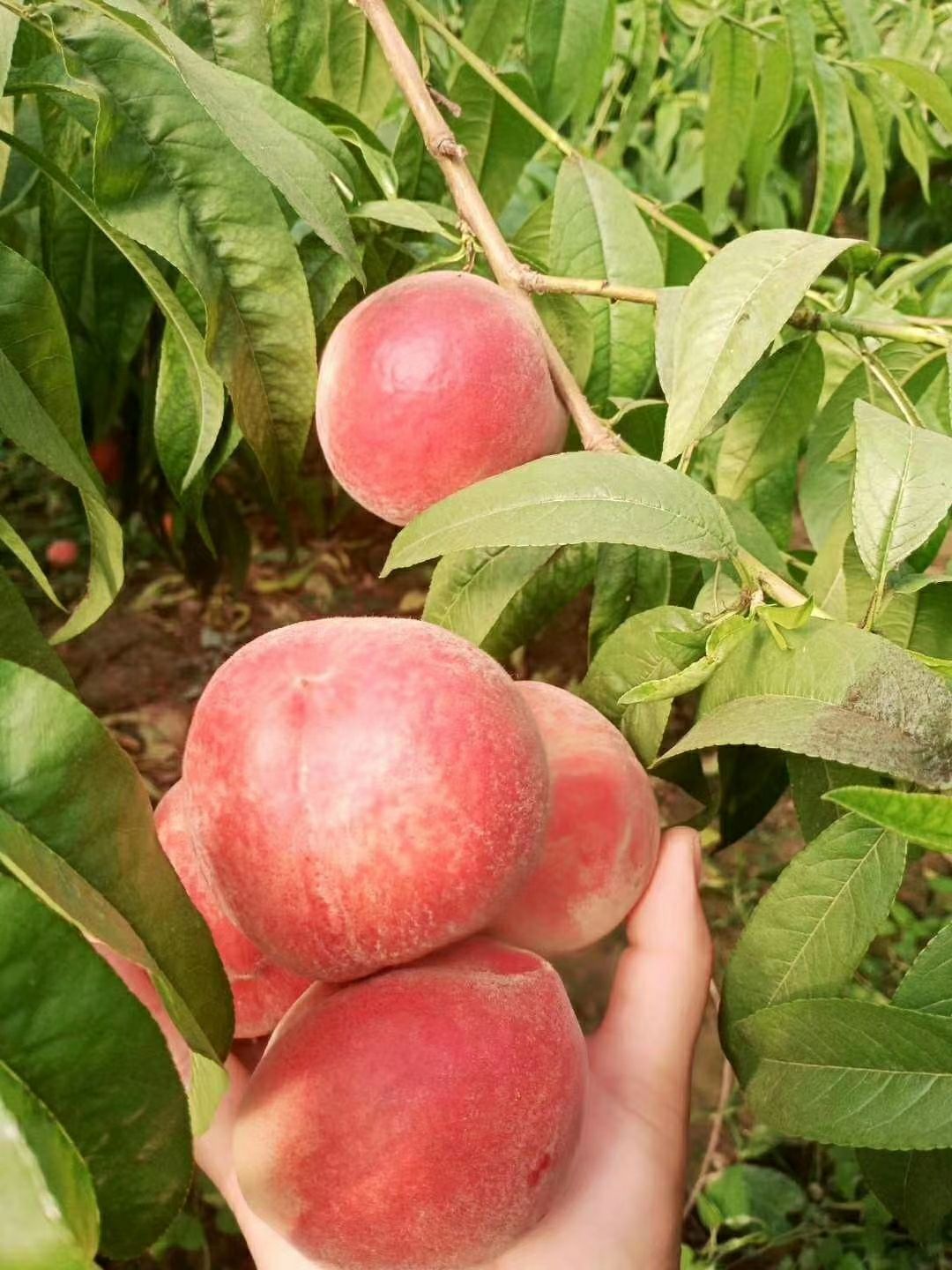  陕西水蜜桃来袭